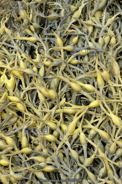 : Knotted wrack. Cetes-d'Armor, Pleubian. France - : Knotted wrack. Cetes-d'Armor, Pleubian. France -