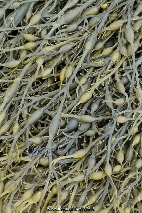 : Knotted wrack. Cetes-d'Armor, Pleubian. France - : Knotted wrack. Cetes-d'Armor, Pleubian. France -