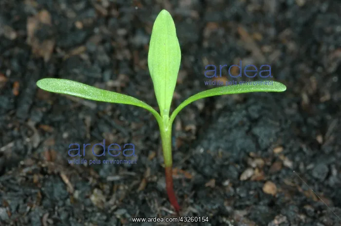 : Knotweed seedling : Knotweed seedling