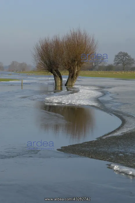 : knotwilgen uiterwaarden ijssel : knotwilgen uiterwaarden ijssel