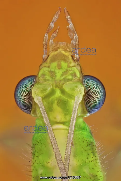 : Known as the common green lacewing (Chrysopidae) : Known as the common green lacewing (Chrysopidae)