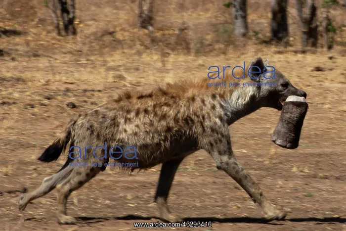 : Also known as the laughing hyena the spotted hyena is a pred : Also known as the laughing hyena the spotted hyena is a pred