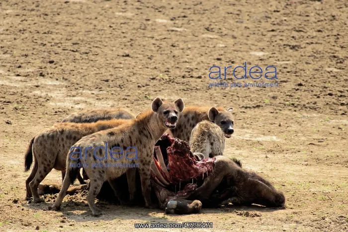 : also known as the laughing hyena the spotted hyenas are pred : also known as the laughing hyena the spotted hyenas are pred