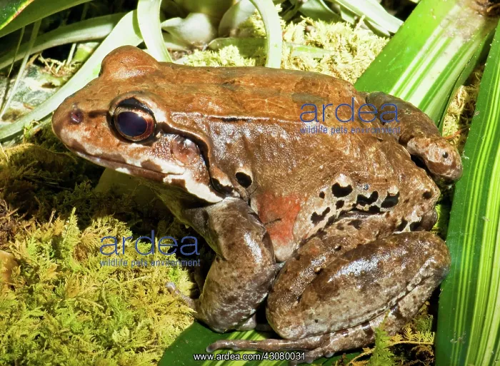: Knudsen Thin Toed Frog : Knudsen Thin Toed Frog