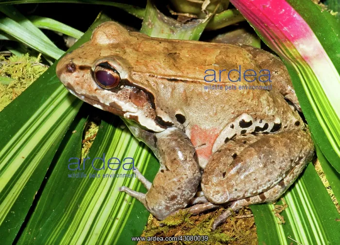 : Knudsen Thin Toed Frog : Knudsen Thin Toed Frog