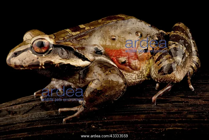 : Knudsen's frog (Leptodactylus knudseni), on black background : Knudsen's frog (Leptodactylus knudseni), on black background