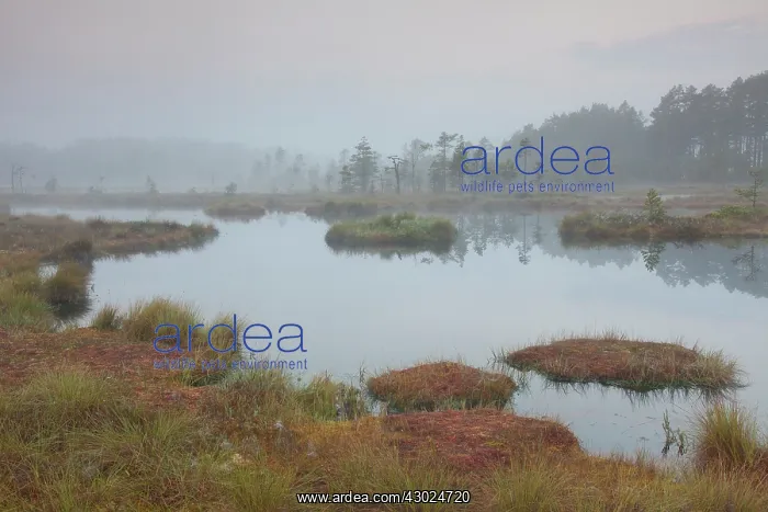 : Knuthoejdsmossen Knuthoejdsmossen moorland in morning l : Knuthoejdsmossen Knuthoejdsmossen moorland in morning l