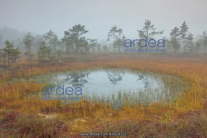 : Knuthoejdsmossen Knuthoejdsmossen moorland in morning l : Knuthoejdsmossen Knuthoejdsmossen moorland in morning l