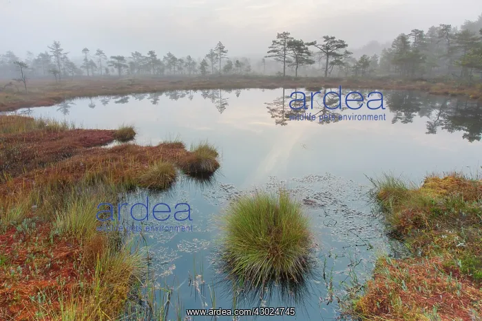 : Knuthoejdsmossen Knuthoejdsmossen moorland in morning l : Knuthoejdsmossen Knuthoejdsmossen moorland in morning l