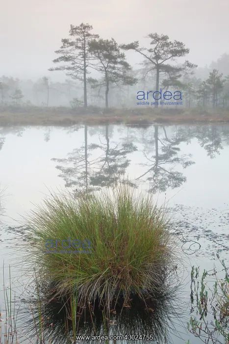 : Knuthoejdsmossen Knuthoejdsmossen moorland in morning l : Knuthoejdsmossen Knuthoejdsmossen moorland in morning l