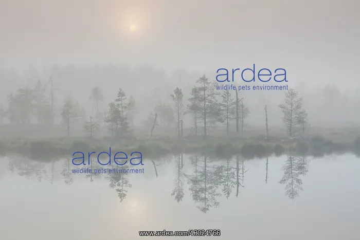 : Knuthoejdsmossen Knuthoejdsmossen moorland in morning l : Knuthoejdsmossen Knuthoejdsmossen moorland in morning l