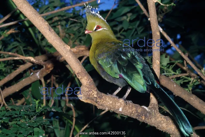 : Knysna Turaco : Knysna Turaco