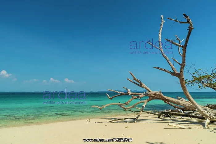 : Ko Kradan, Talay Trang archipelago, Thailand : Ko Kradan, Talay Trang archipelago, Thailand