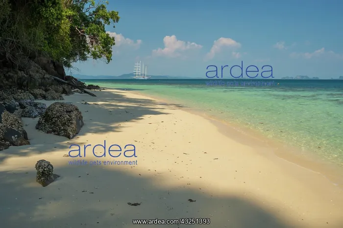 : Ko Kradan, Talay Trang archipelago, Thailand : Ko Kradan, Talay Trang archipelago, Thailand