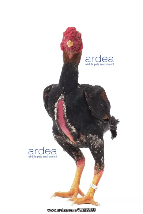  : Ko Shamo Chicken Cockerel  /  Rooster