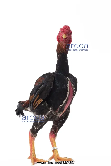  : Ko Shamo Chicken Cockerel  /  Rooster