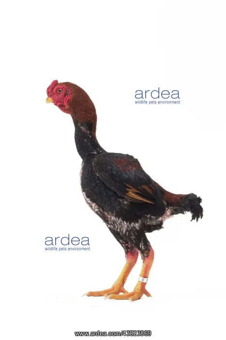  : Ko Shamo Chicken Cockerel  /  Rooster