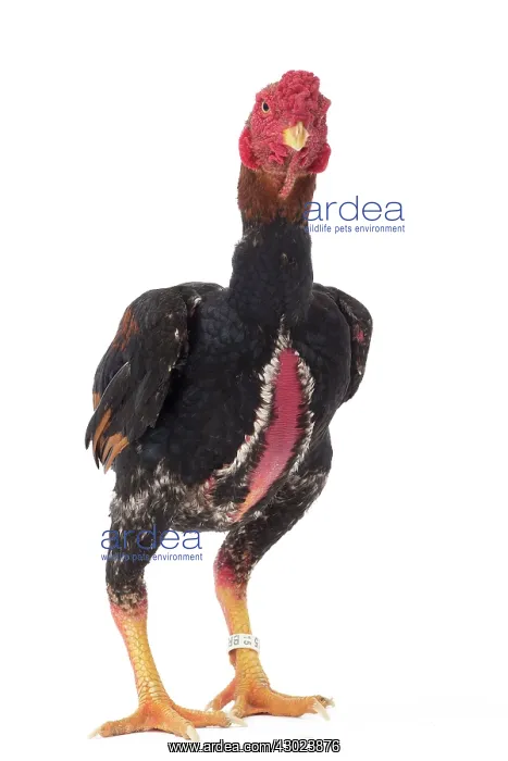  : Ko Shamo Chicken Cockerel  /  Rooster