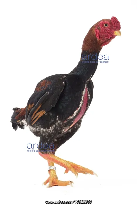  : Ko Shamo Chicken Cockerel  /  Rooster