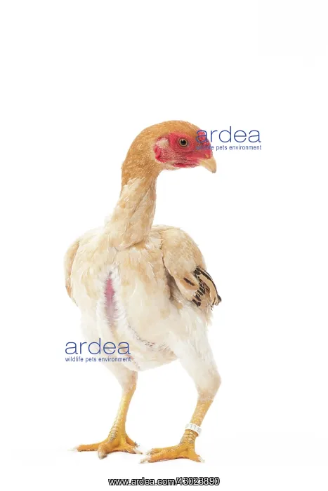  : Ko Shamo Chicken Hen