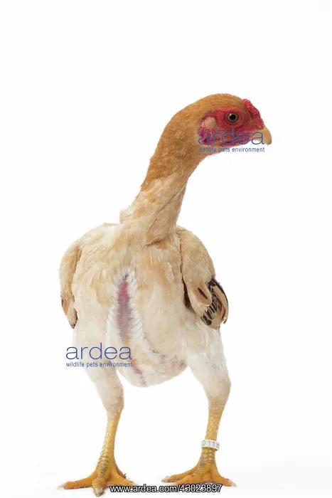  : Ko Shamo Chicken Hen