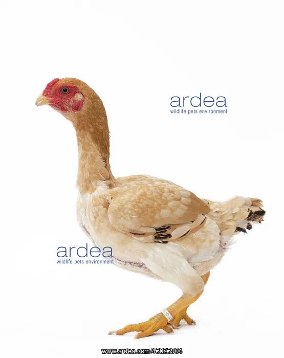  : Ko Shamo Chicken Hen