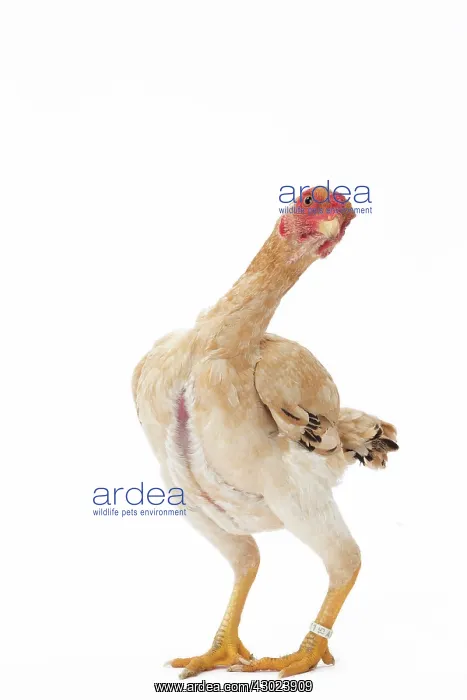  : Ko Shamo Chicken Hen