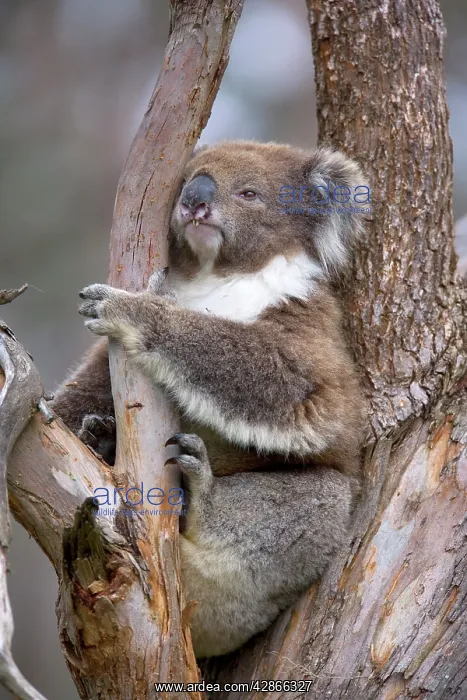: Koala - adult : Koala - adult