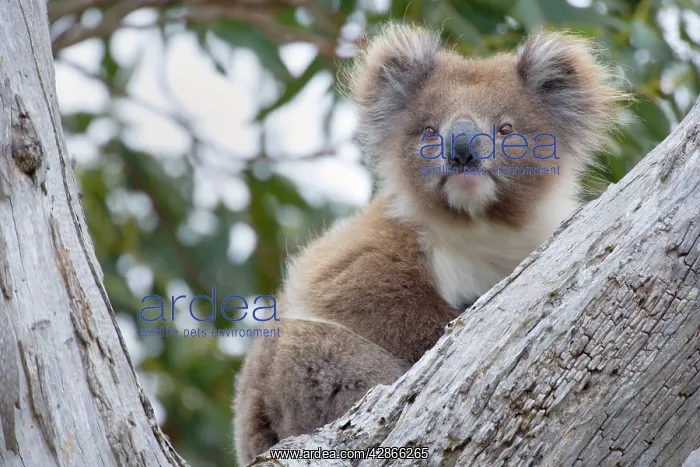 : Koala - adult female : Koala - adult female