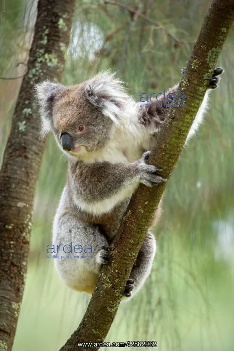 : Koala - adult koala clings to the branch of an : Koala - adult koala clings to the branch of an