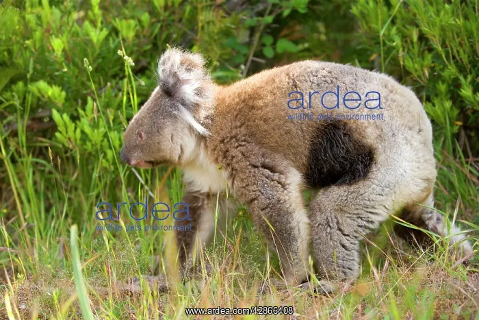 : Koala - adult koala with the deadly illness Chlamydia : Koala - adult koala with the deadly illness Chlamydia