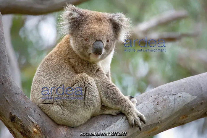 : Koala - adult male rests in a comfortable looking : Koala - adult male rests in a comfortable looking