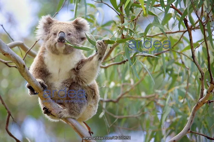 : Koala - adult sitting high up in the trees feeding : Koala - adult sitting high up in the trees feeding