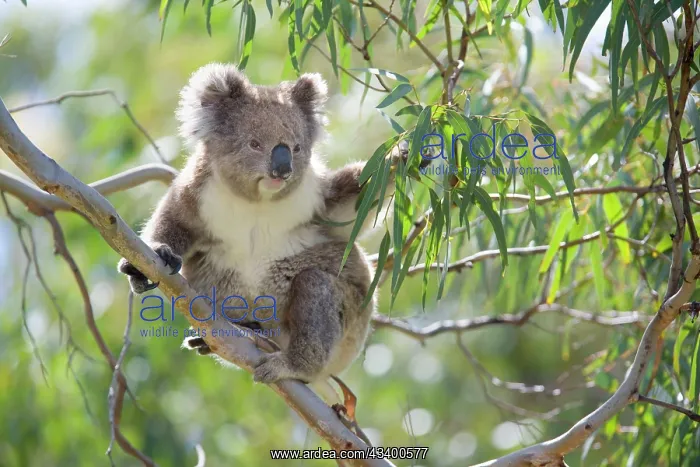 : Koala - adult sitting high up in the trees feeding : Koala - adult sitting high up in the trees feeding