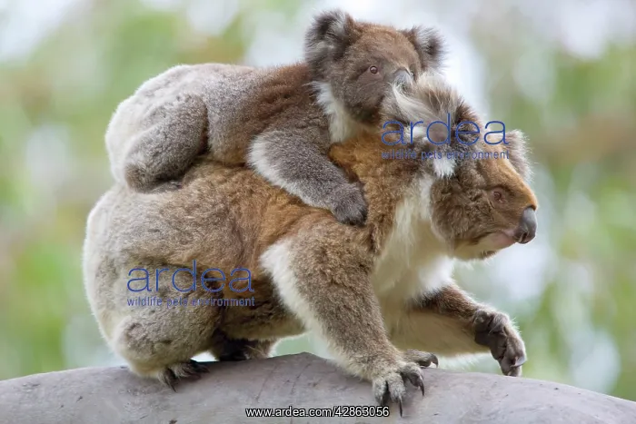 : Koala / Ash-coloured Pouched-Bear - mother with : Koala / Ash-coloured Pouched-Bear - mother with