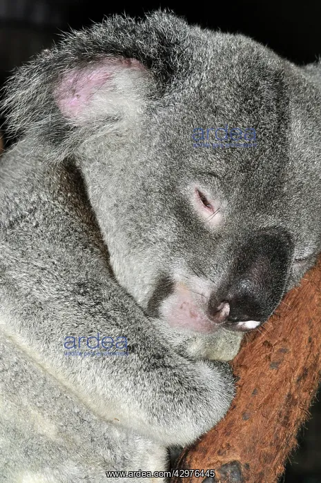 : Koala - asleep : Koala - asleep