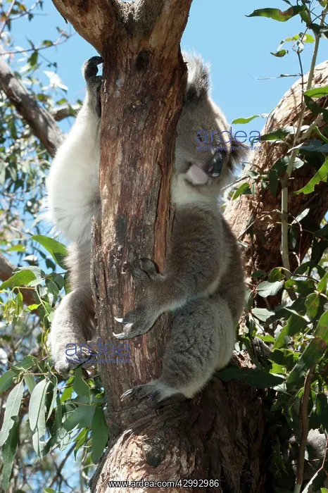 : Koala - asleep : Koala - asleep