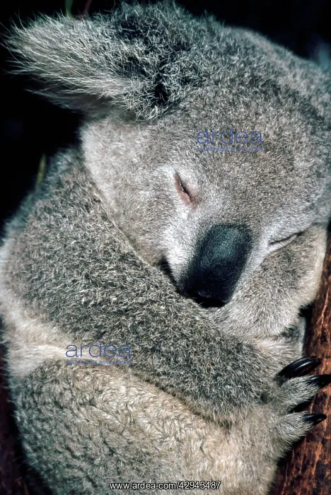 : Koala asleep in tree : Koala asleep in tree