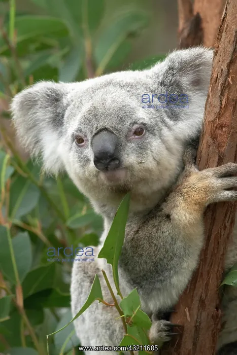 : Koala, Australia ( Phascolarctos cinereus : Koala, Australia ( Phascolarctos cinereus