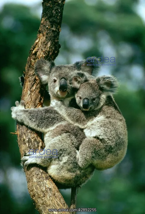 : KOALA - with baby : KOALA - with baby
