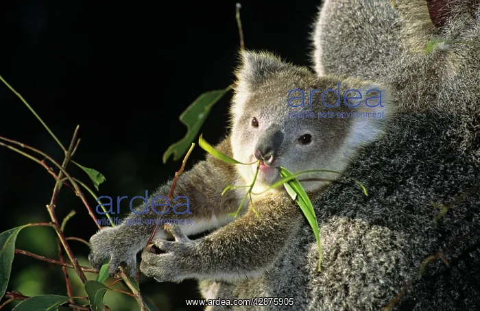 : Koala - baby feeding on eucalyptus leaves : Koala - baby feeding on eucalyptus leaves