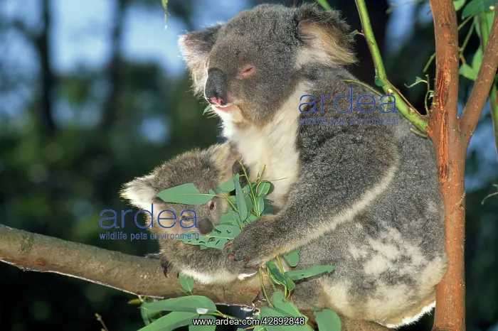 : KOALA and baby in tree feeding on Eucalyptus : KOALA and baby in tree feeding on Eucalyptus