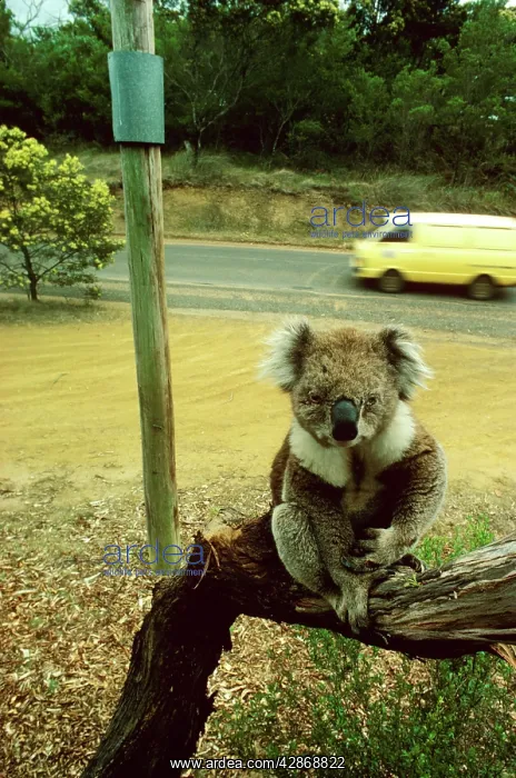 : Koala - Blind koala sitting on branch : Koala - Blind koala sitting on branch