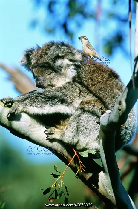 : Koala - with Brown-headed Honeyeater (Melithreptus : Koala - with Brown-headed Honeyeater (Melithreptus