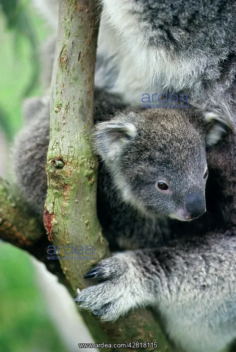  : Koala - cub