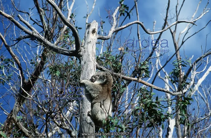  : KOALA - defoliation by koalas