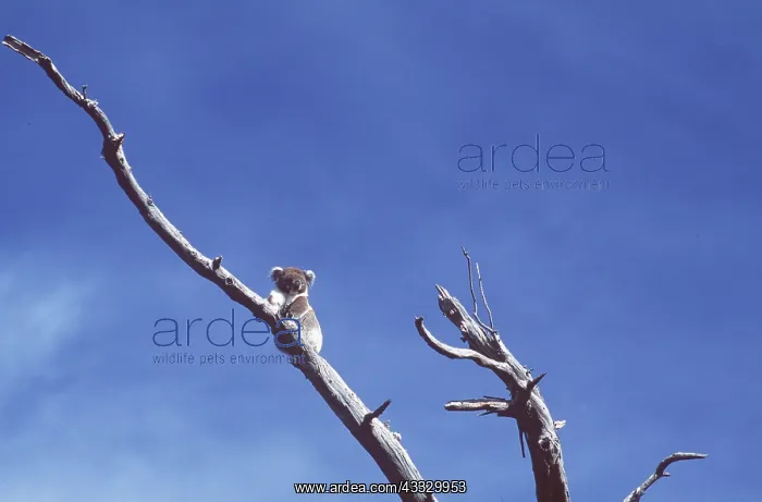 : KOALA IN DESTROYED HABITAT - defoliation by koala : KOALA IN DESTROYED HABITAT - defoliation by koala