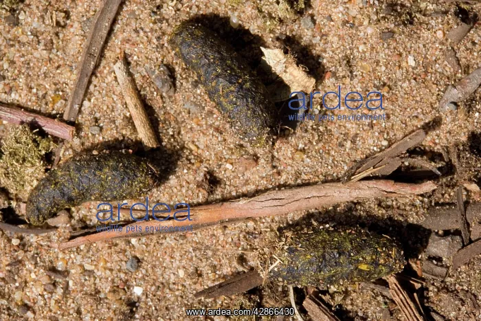 : Koala droppings - hard, ridged and cylindrical : Koala droppings - hard, ridged and cylindrical