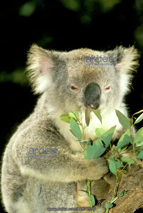 : Koala- Eating : Koala- Eating