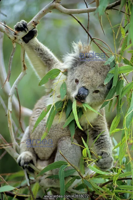 : Koala - eating eucalpytus leaves : Koala - eating eucalpytus leaves